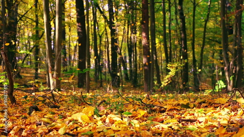 Autumn Leaf Fall in the Park. Seamless Loop