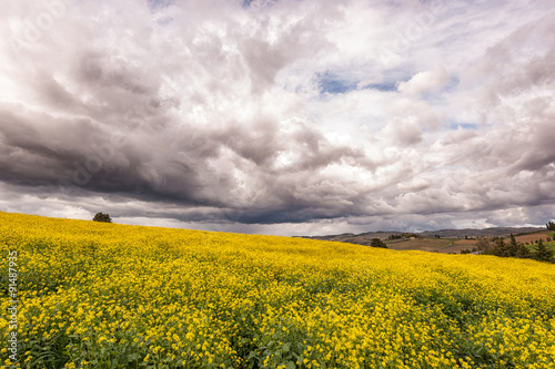 Yellow Field