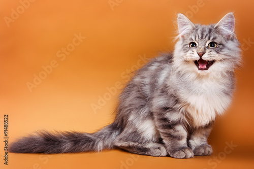 Canvas Print Fluffy gray cat sits and meows on a brown background