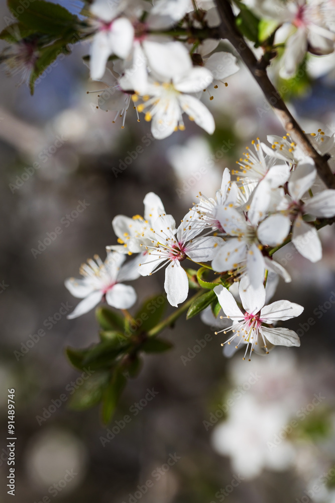 Cherry blossom tree Cherry blossom tree