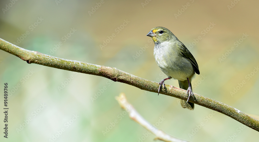 Yellow-faced Grassquit (Tiaris olivacea) young male, perched on twig, Republic of Cuba in March
