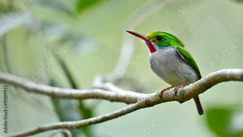 Cuban Tody (Todus multicolor) photo