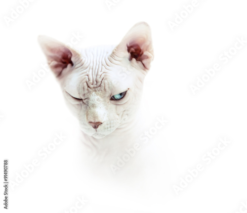 Tricky fase sphinx cat © Soloviova Liudmyla