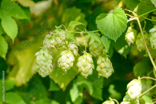 Humulus Lupulus Flowers, Also Called Hops