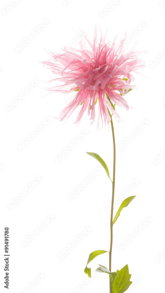 delicate pink flower