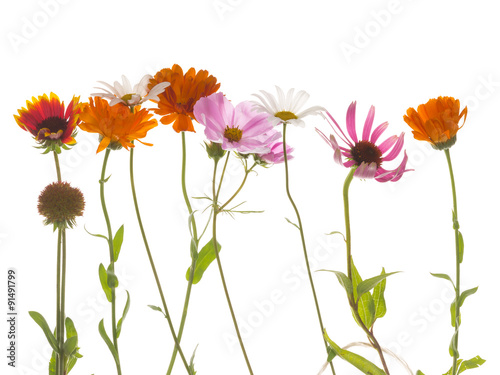 flowers on a white background