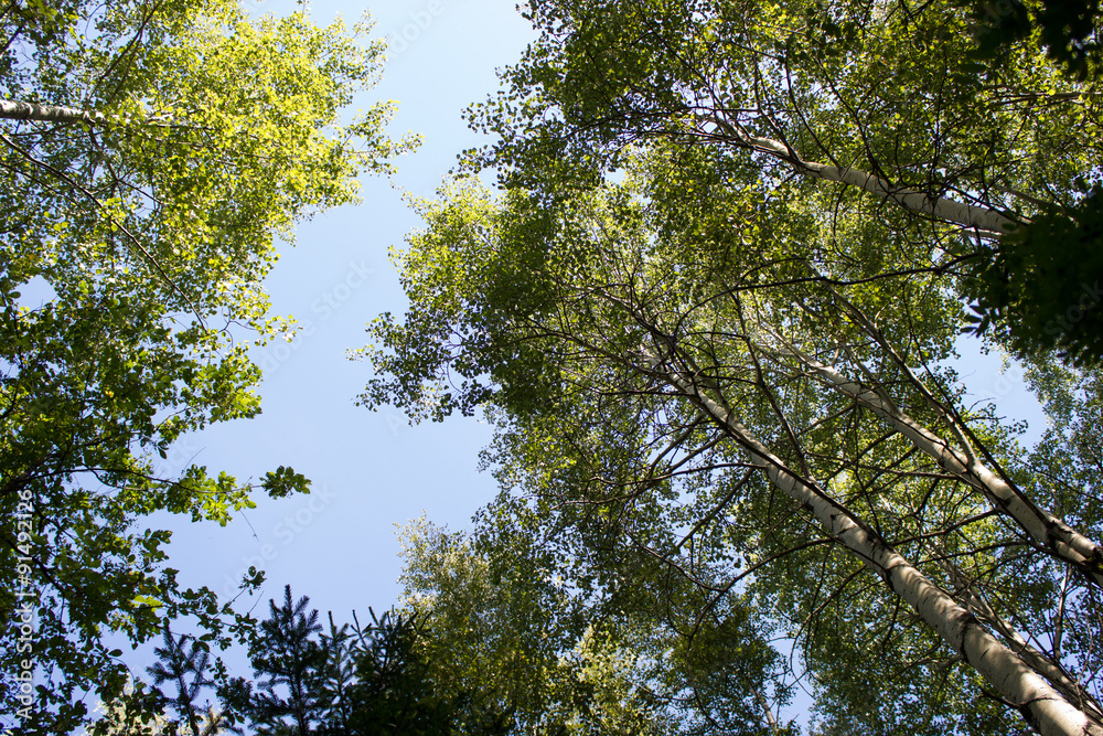 Park with birch trees in autumn forest Park with birch trees in autumn forest