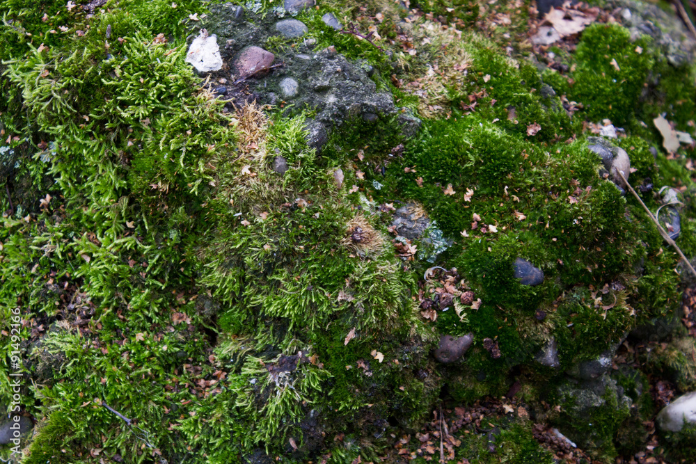 Obraz premium Moss filled on stone