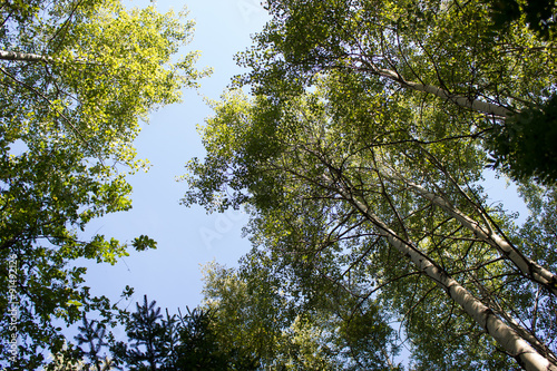 Park with birch trees in autumn forest