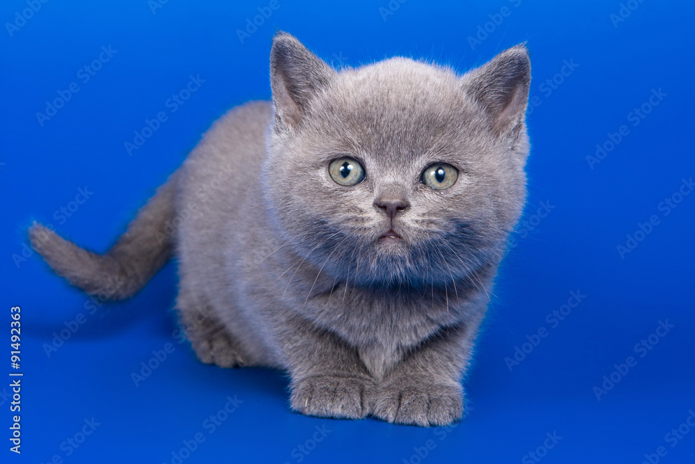 British gray kitten on a blue background