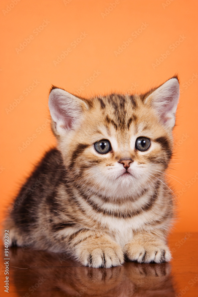 British striped red kitten on an orange background