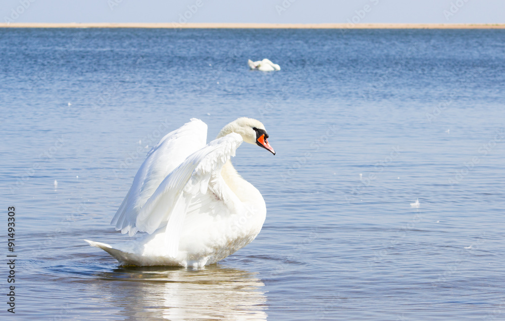 Mute swan on water Mute swan on water