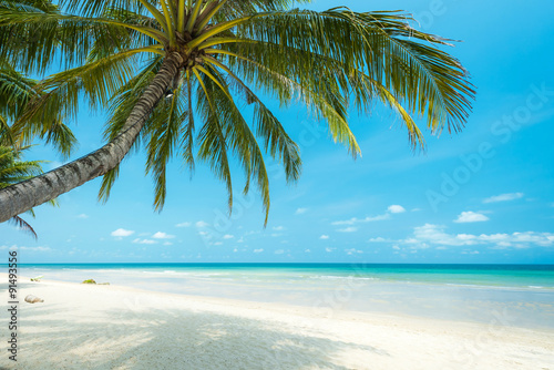 Beautiful coconut palm tree at the tropical beach , Thailand