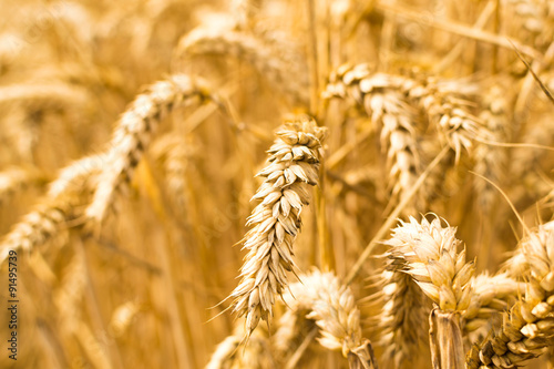Closeup of Ripe Golden Grain