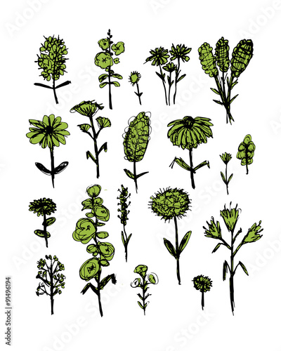 Collection of wildflowers, sketch fro your design