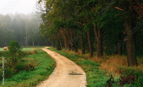 The road near the forest