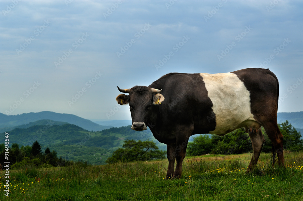 Cow on a green summer meadow. Blurred background