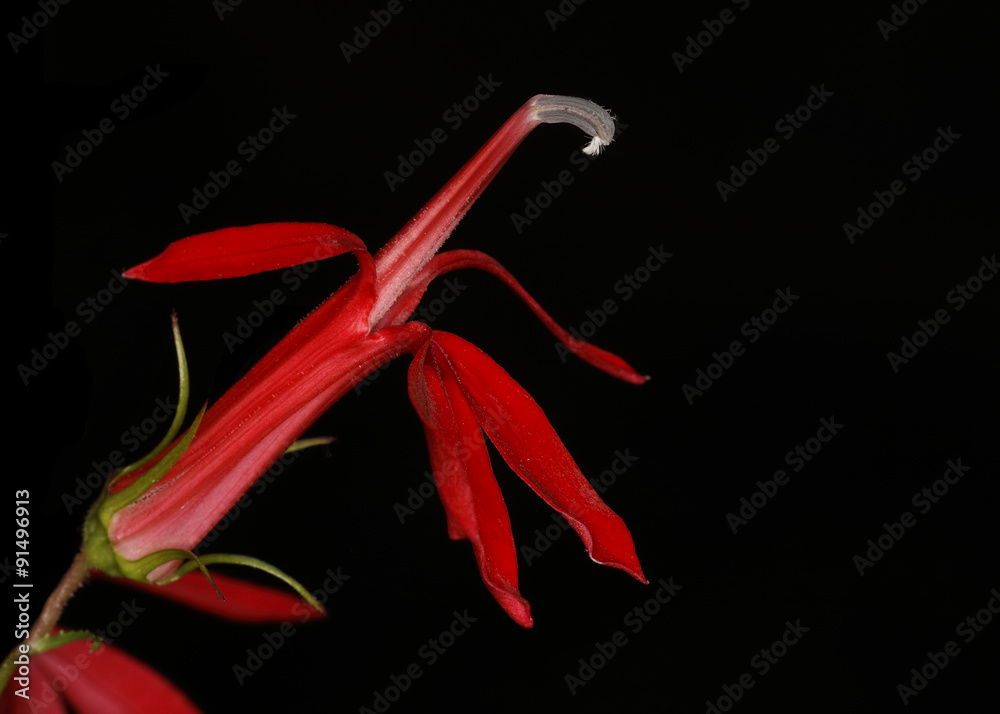 Closeup of Cardinal Flower