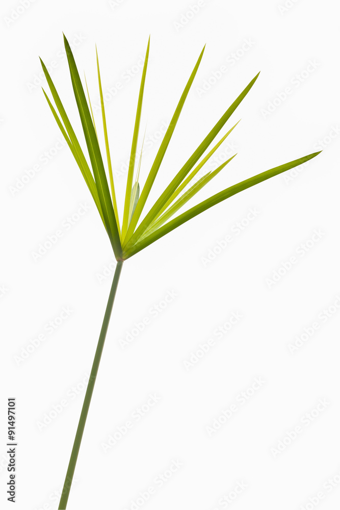 Green grass isolated on white background with clipping path from Green grass isolated on white background with clipping path from