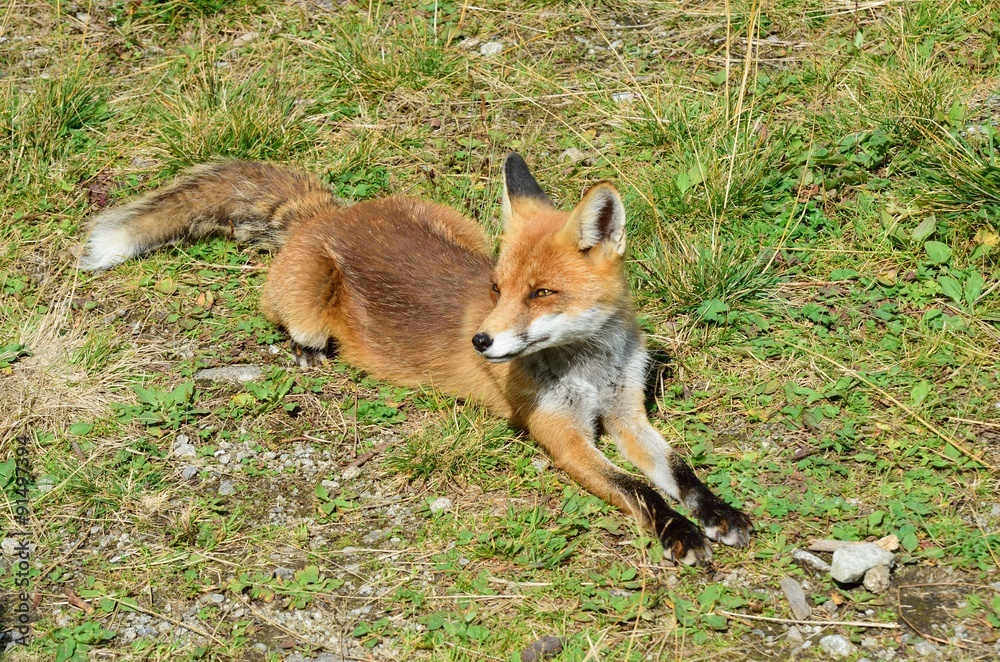 European Fox Lying Down European Fox Lying Down