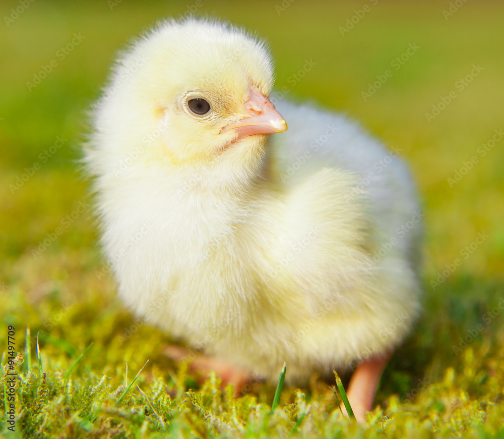 Cute little chick outside on green meadow