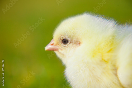 Cute little chick outside on green meadow