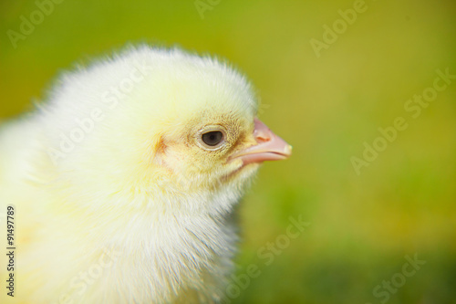 Cute little chick outside on green meadow © Kaesler Media