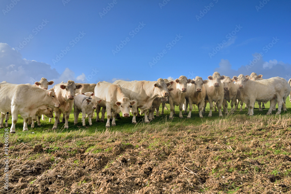 Fototapeta premium troupeau de bœufs curieux