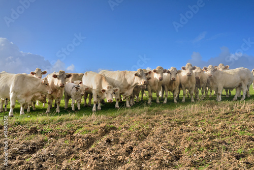 troupeau de bœufs curieux