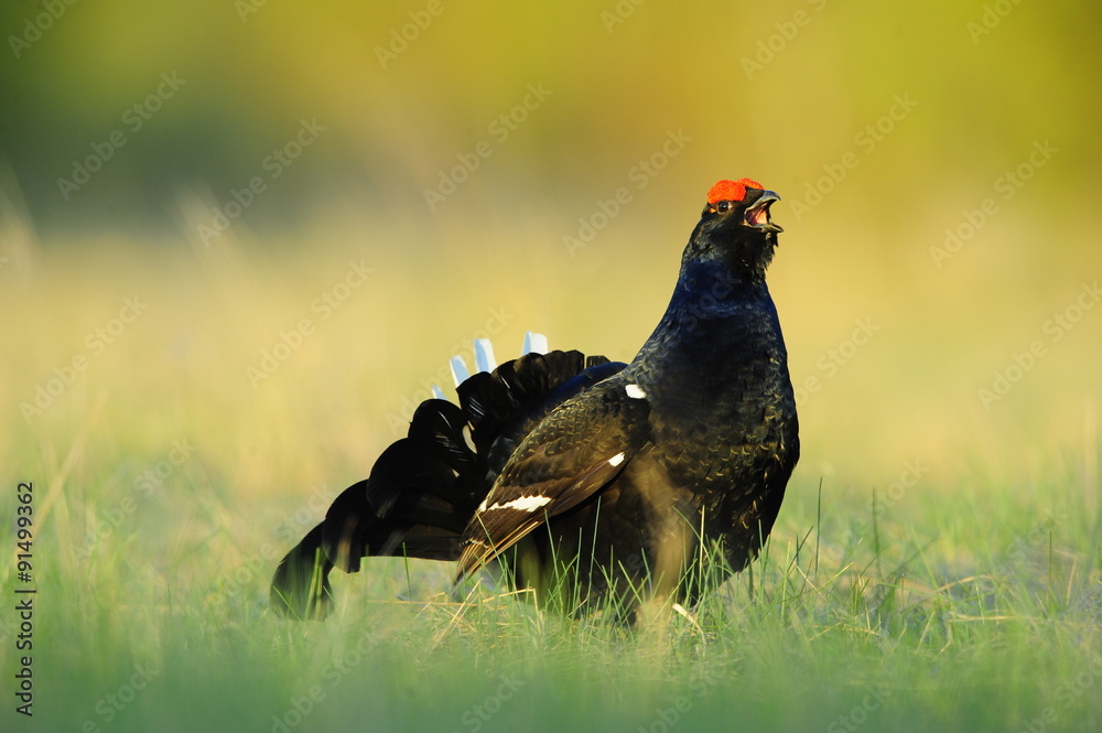The Black Grouse or Blackgame (Tetrao tetrix). The Black Grouse or Blackgame (Tetrao tetrix).