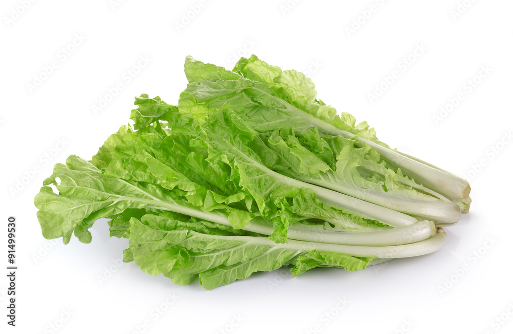 lettuce leaves in the basket isolated on white background lettuce leaves in the basket isolated on white background