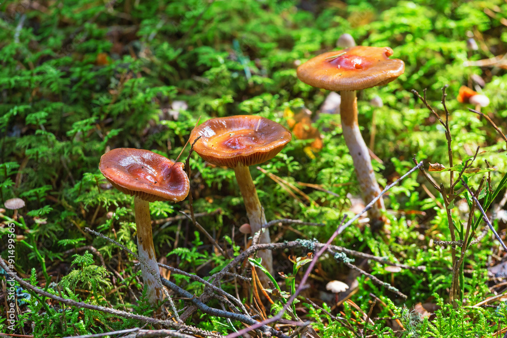 Three mushrooms growing in the moss in the forest Three mushrooms growing in the moss in the forest