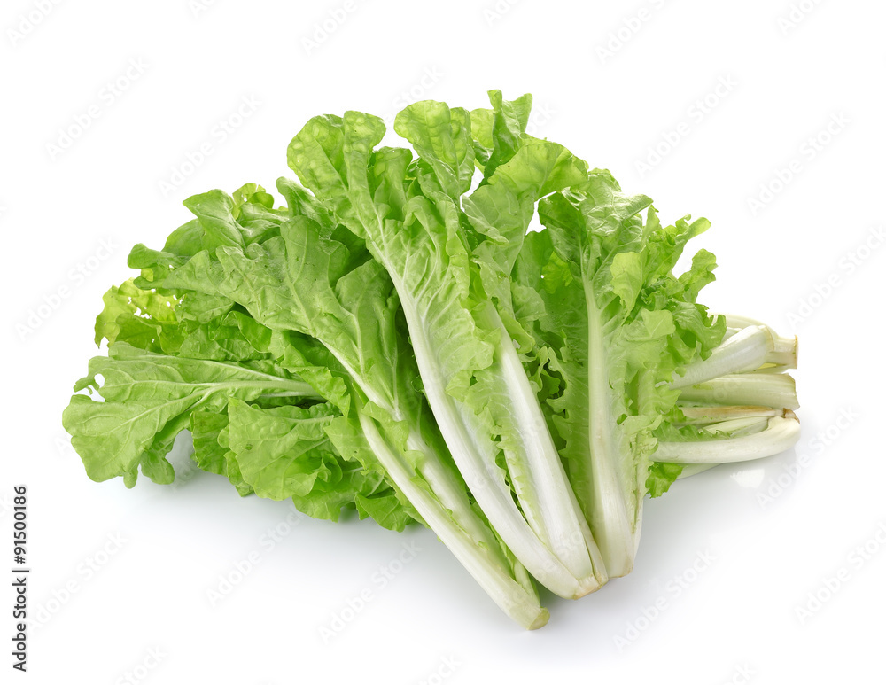 lettuce leaves isolated on white background lettuce leaves isolated on white background