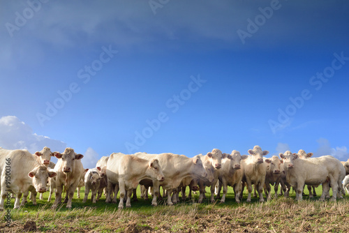 troupeau de bœufs curieux