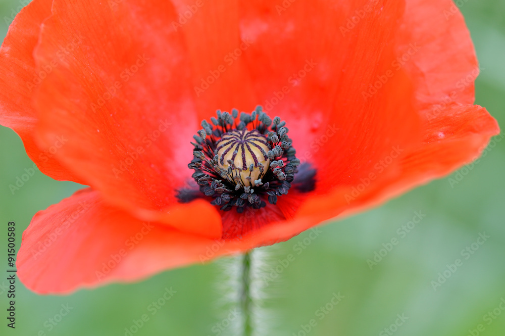 Close up of a beautiful red Flanders poppy flower (Papaver rhoeas). Soft focus. Close up of a beautiful red Flanders poppy flower (Papaver rhoeas). Soft focus.