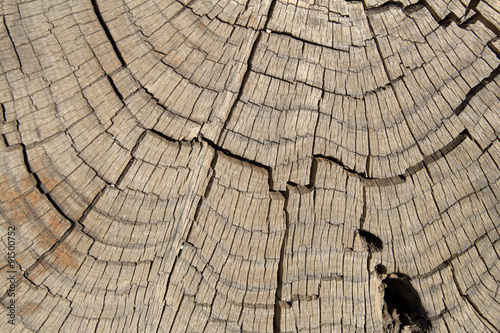 dead pine tree trunk