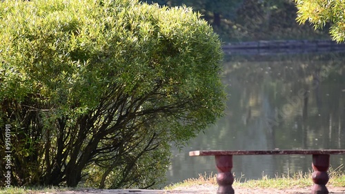 willow tree near the water in  summer photo