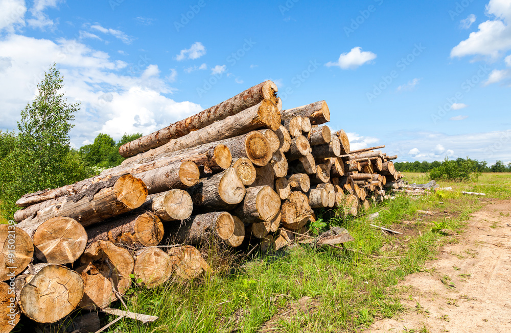 Piles of timber along the forest road in summertime