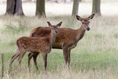 Red Deer