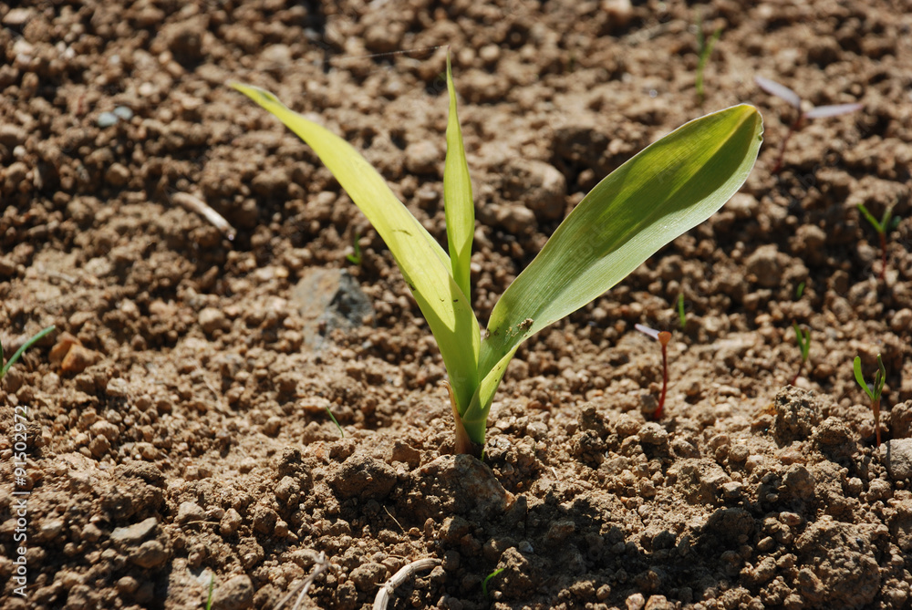 grows maize grows maize