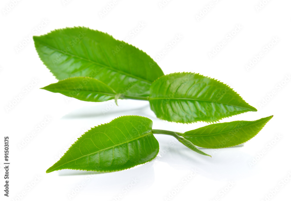 Obraz premium green tea leaf isolated on white background