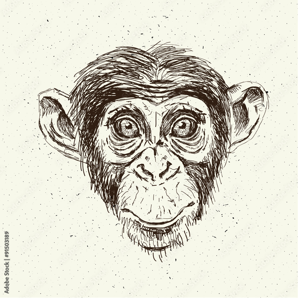 Sketch of monkey face Royalty Free Vector Image