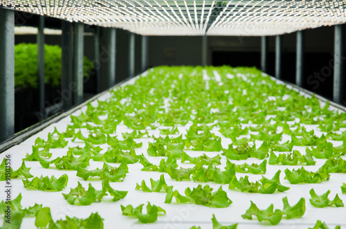 Plant factory / Lettuce growing in plant factory with controlled LED lighting