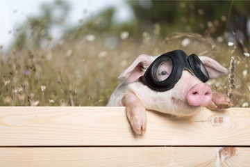 Funny piglet.