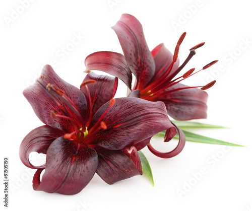 Fototapeta Naklejka Na Ścianę i Meble -  Red lilies.
