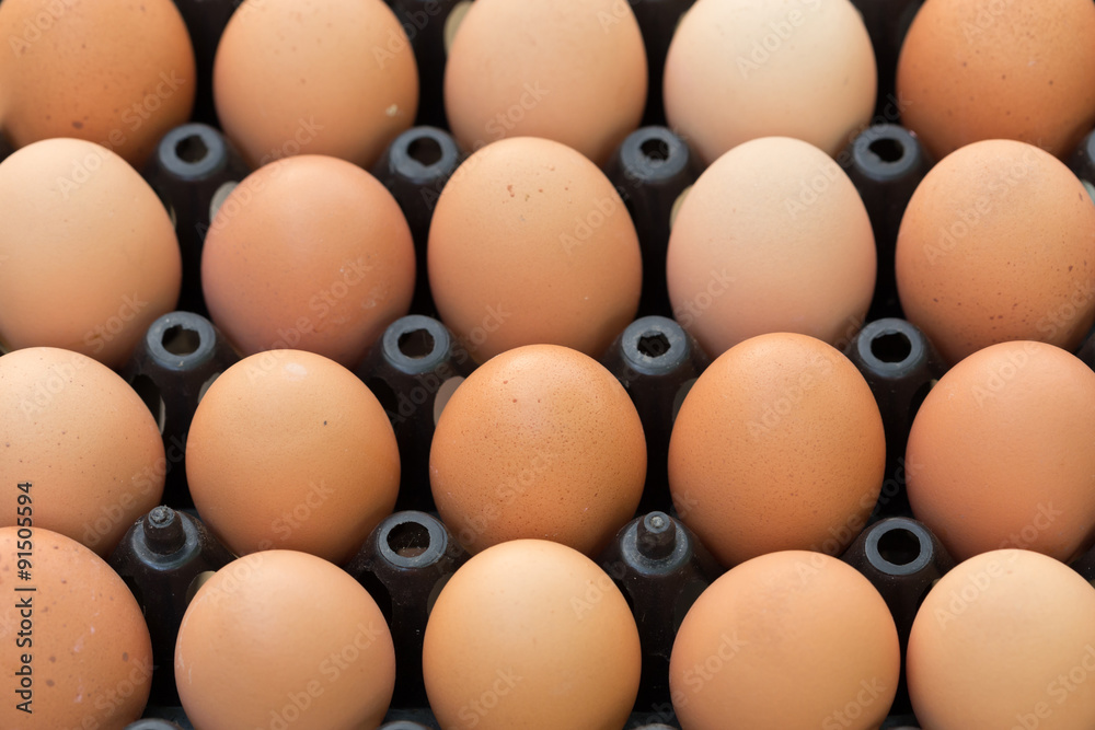 fresh organic eggs from chicken farm agriculture for sale