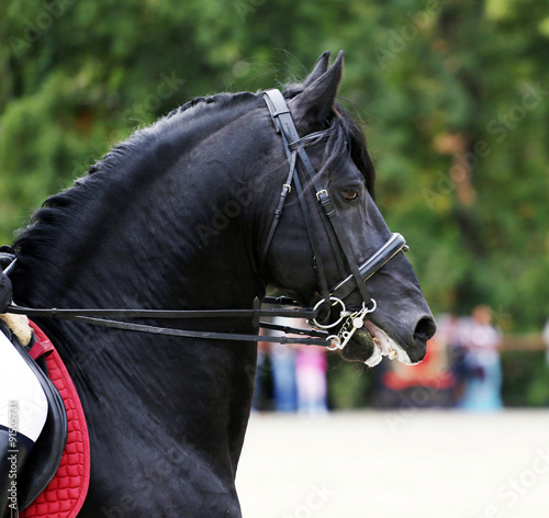  Head shot of a black friesian stallion during training © acceptfoto