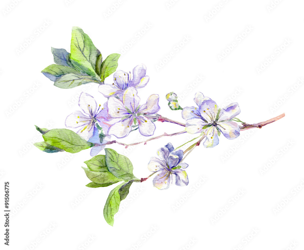 Fototapeta premium Blooming white cherry tree flowers, japanese sakura, watercolor