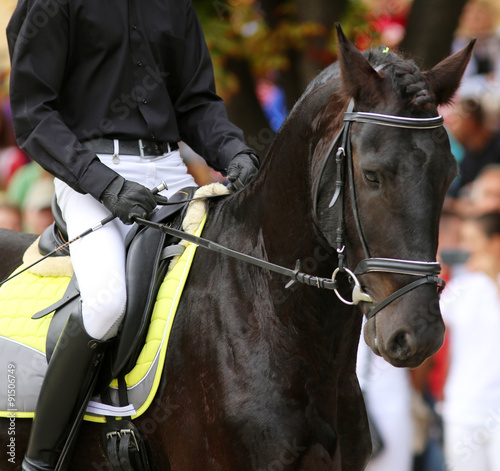 Male horse rider riding on a black friesian dressage horse