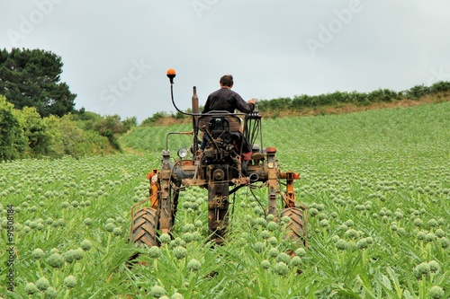 Un cultivateur sur son tracteur dans son champ d'artichauts en Bretagne photo